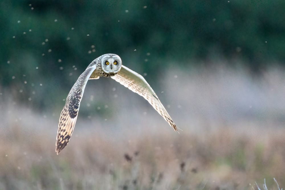 Photograph by Norberto Esteves