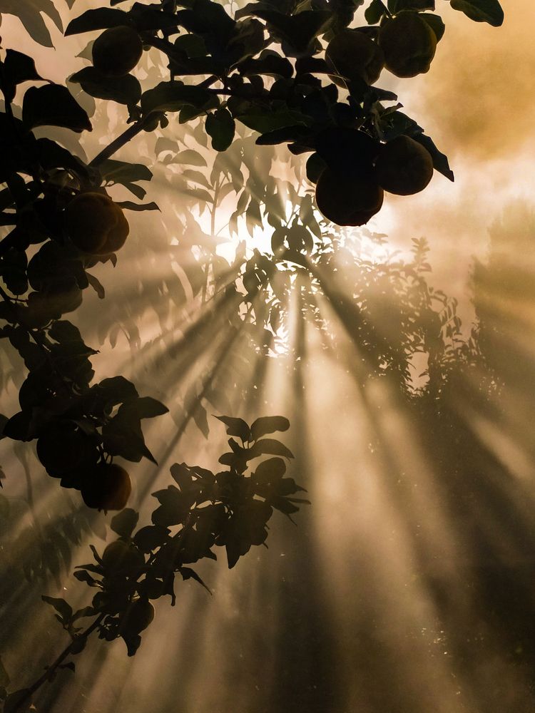 عکس داخل دود