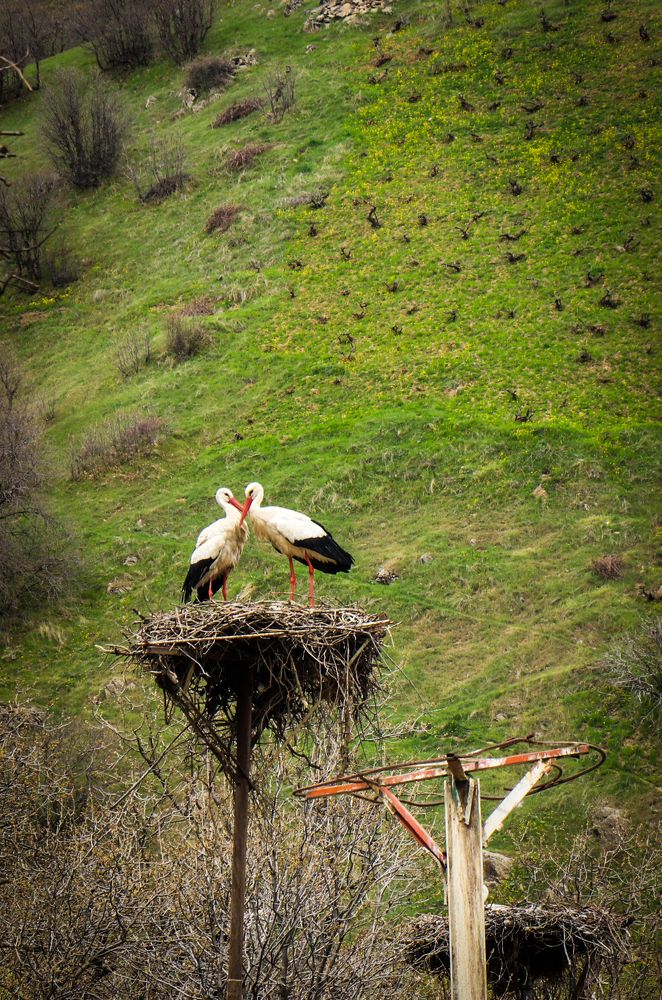 Photograph by Parya kakhsoori