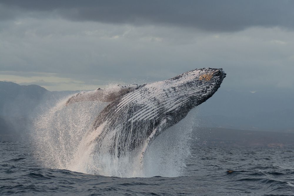 Photograph by Luis Martínez Tapia