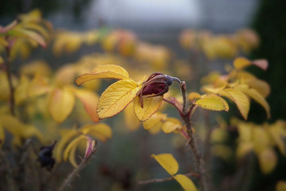 Фотография автора Виктор Конев
