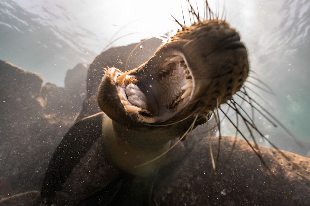 Photograph by Luis Martínez Tapia