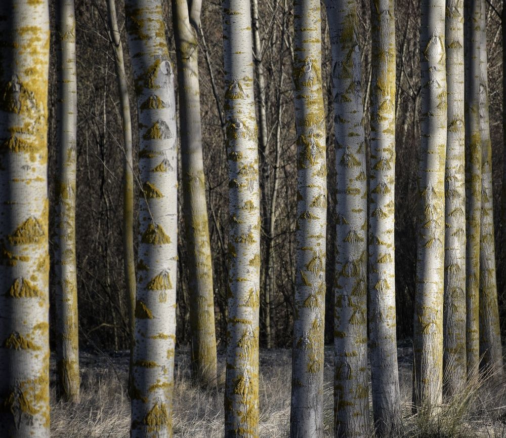 Photograph by José Ramón Domínguez