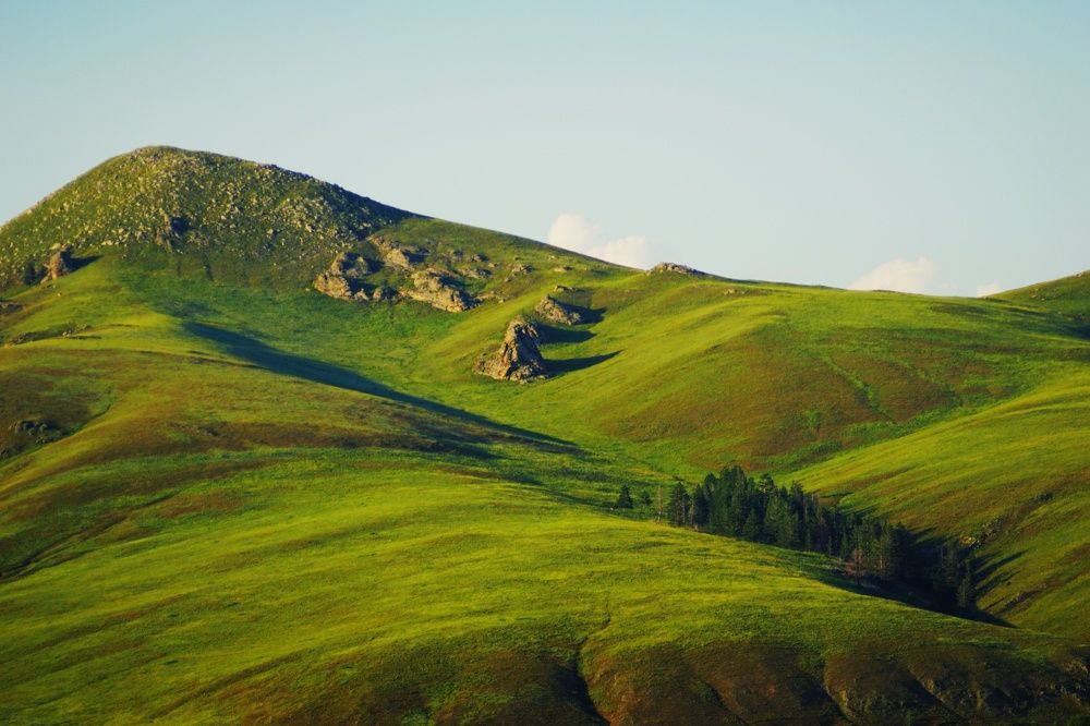 Горный бархат