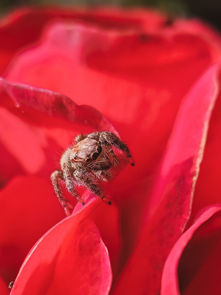 Photograph by Sanjay Hembram