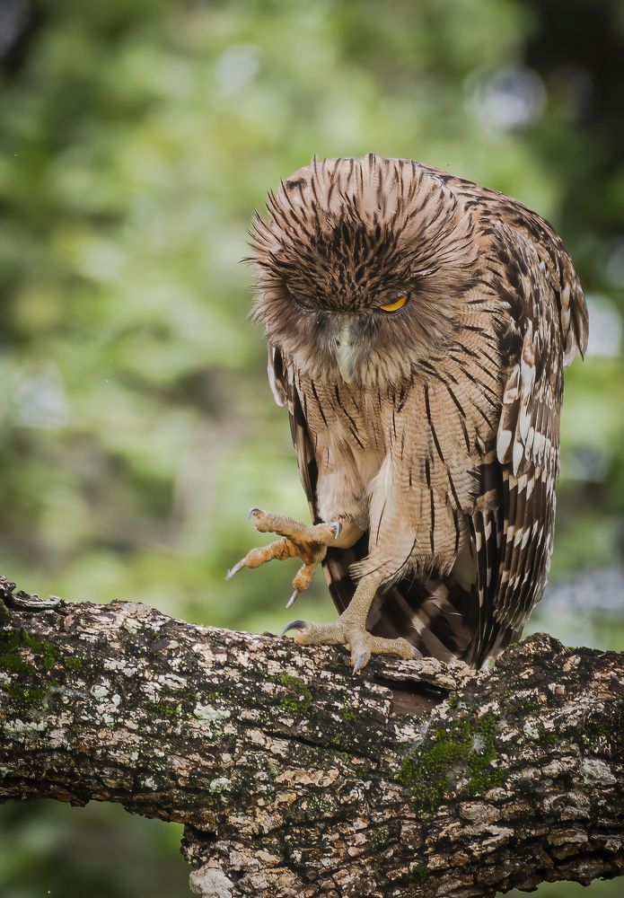 Photograph by M.I.M. Mahir