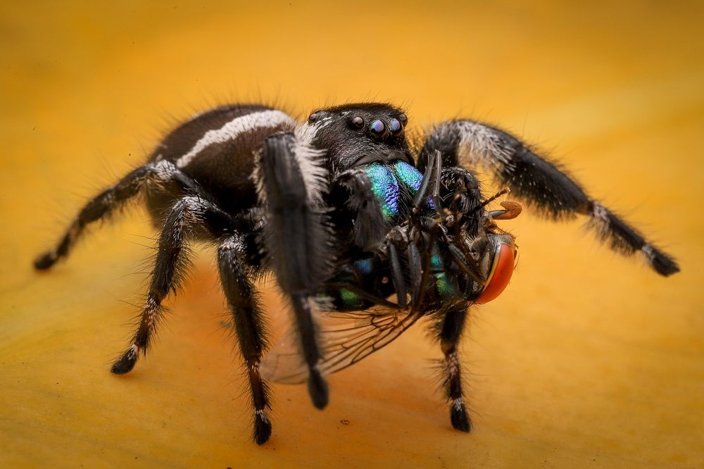 Photograph by Royanto Royanto