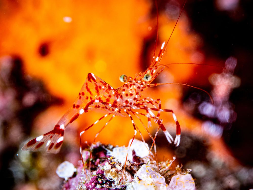 Photograph by Alexander Plakida