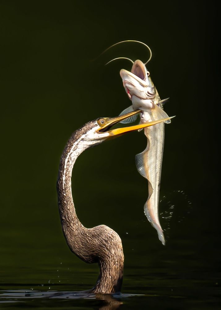 Darter with a kill