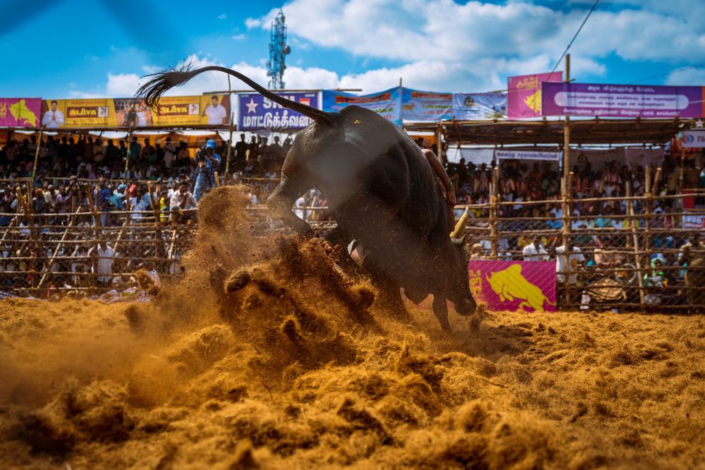 Jallikattu pride of bull