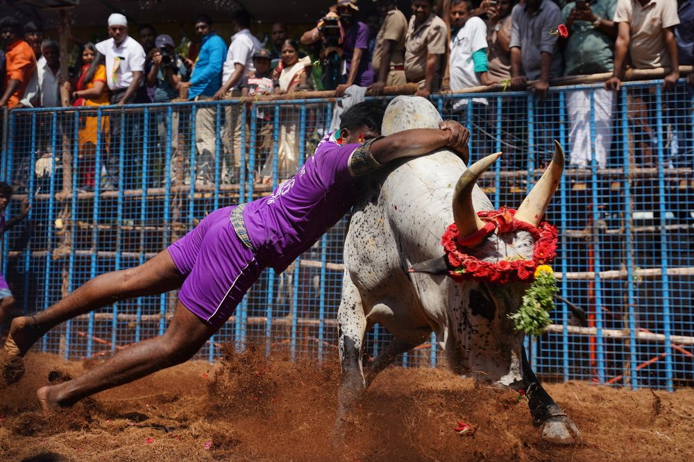 Jallikattu Identity of Tamil culture