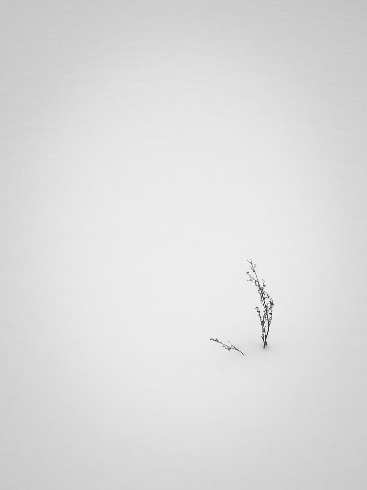 Снежное одиночество