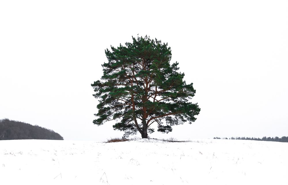 Photograph by Алексей Кузев