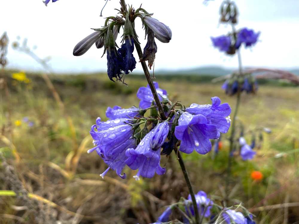 Сиреневая роса