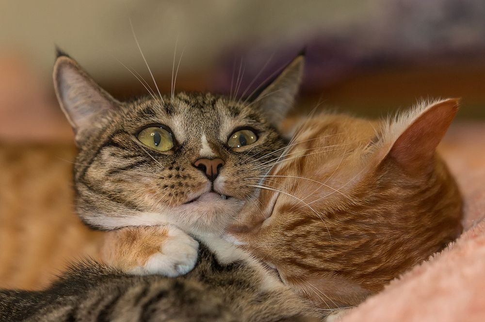 Рыжик и Мусенька