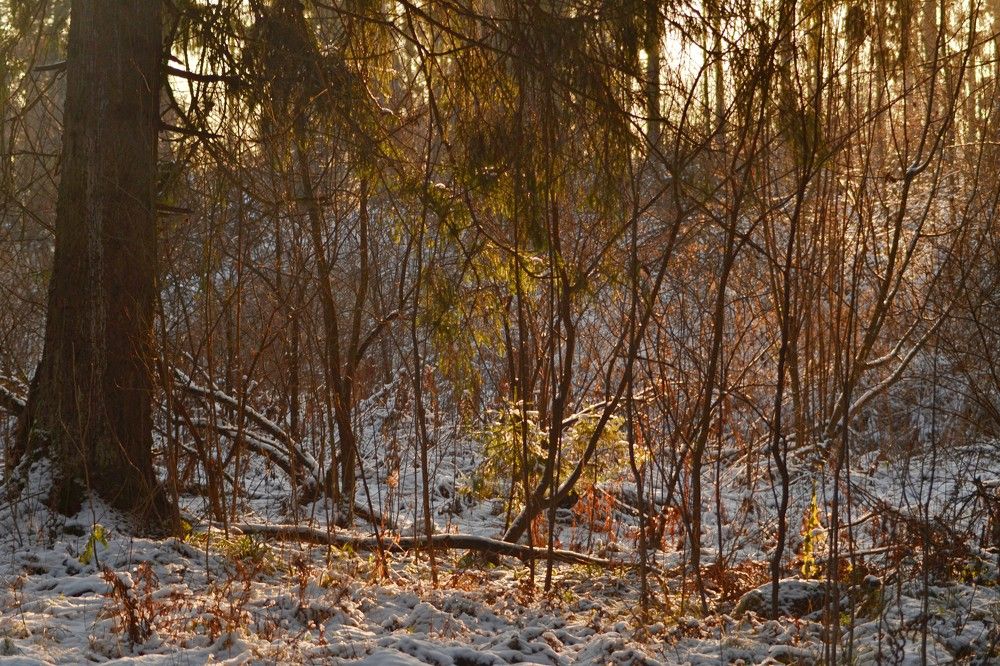 Photograph by Алексей Абратанов