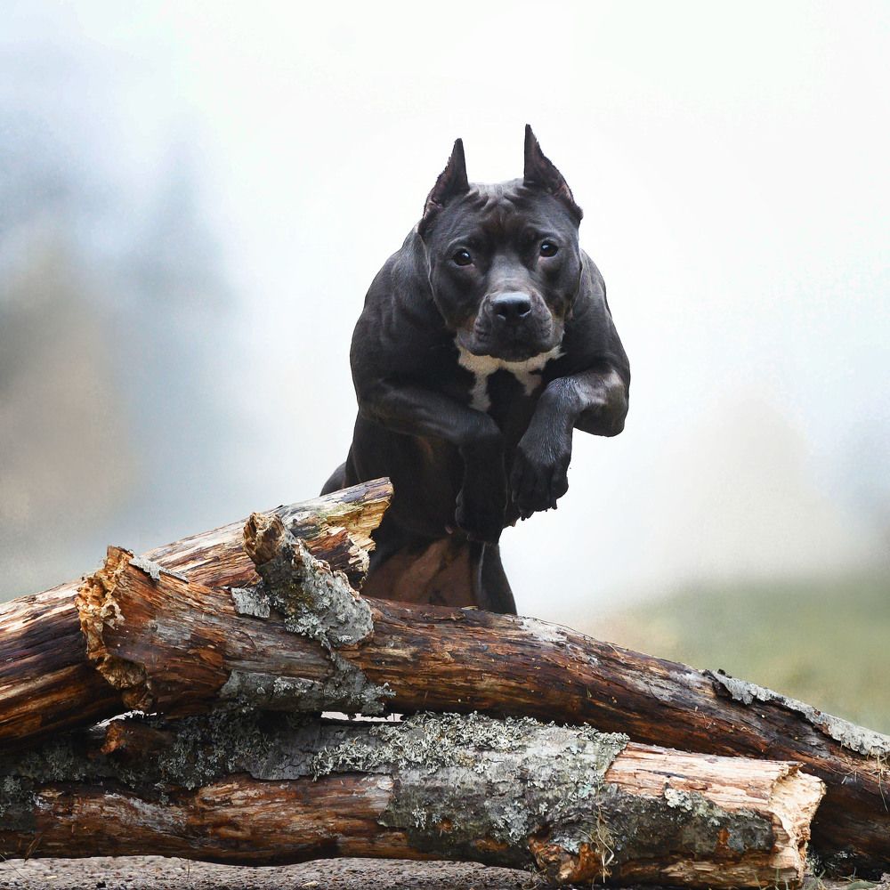 Photograph by Photo Lesnoe