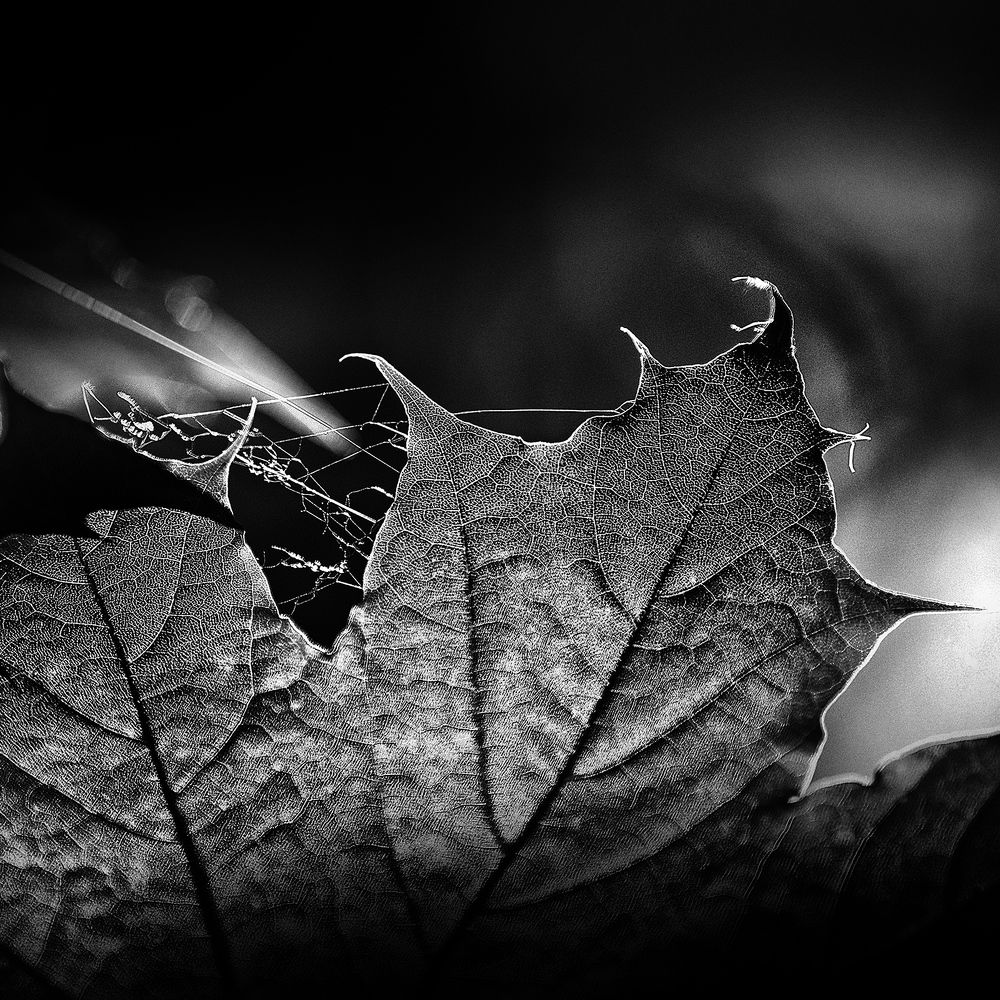 Photograph by Vera Trandina