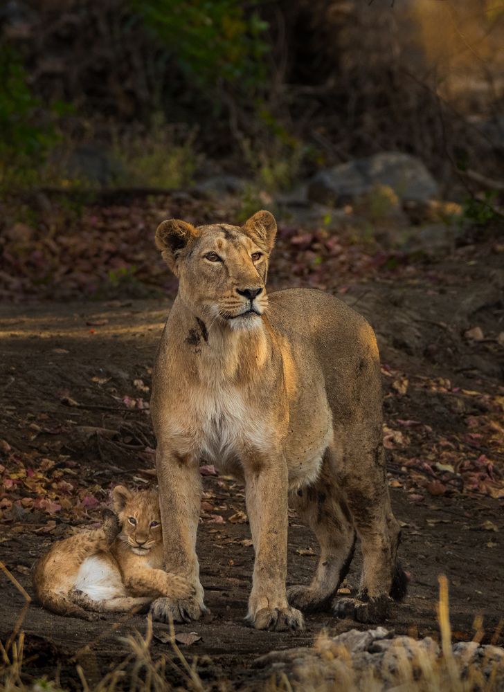 cute prince and the queen
