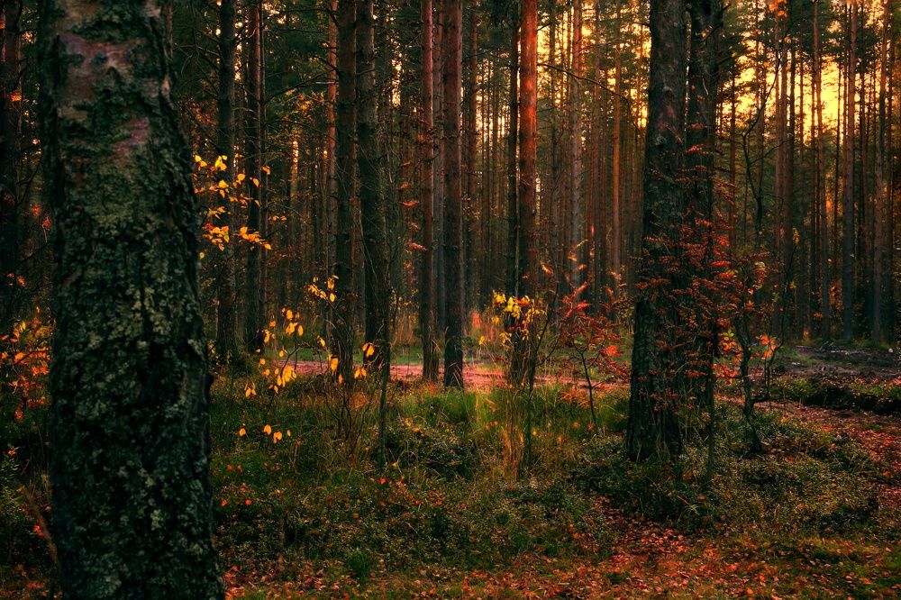 Фотография автора Vadim