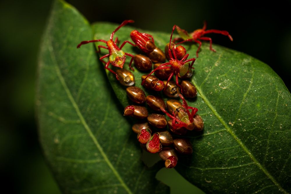 Hatching eggs are beautiful to view