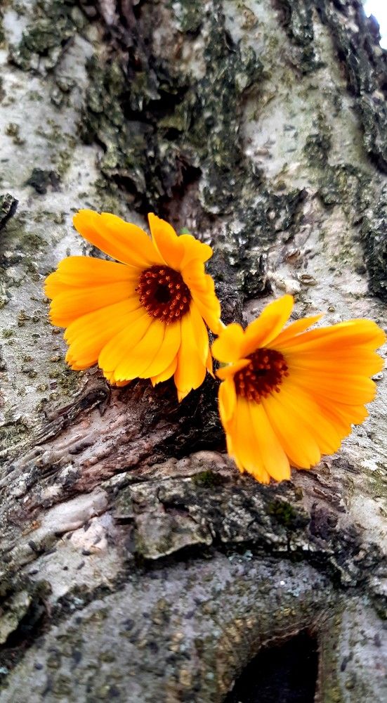 Фотография автора Ирина Лукьянчик