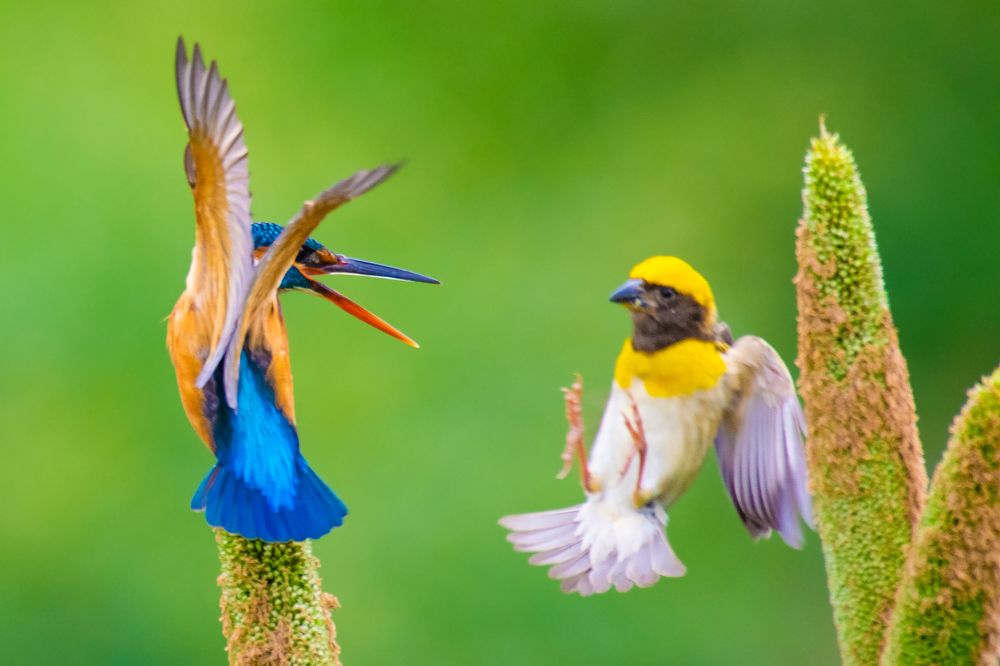 Photograph by Swayam Thakkar