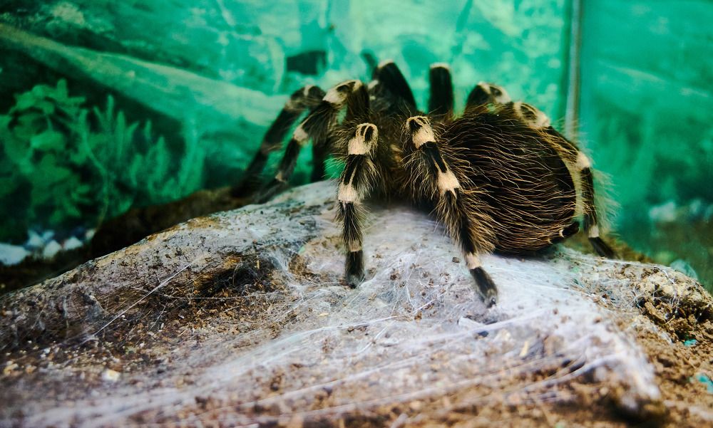 Фотография автора Вагуро Евгений