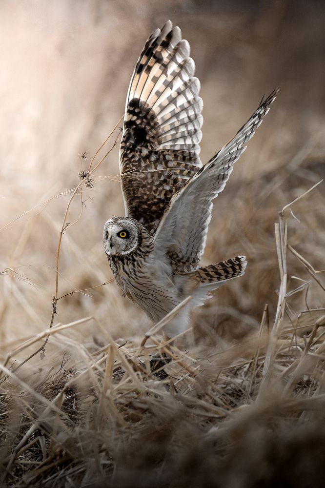 Photograph by Matsubara Hiroki