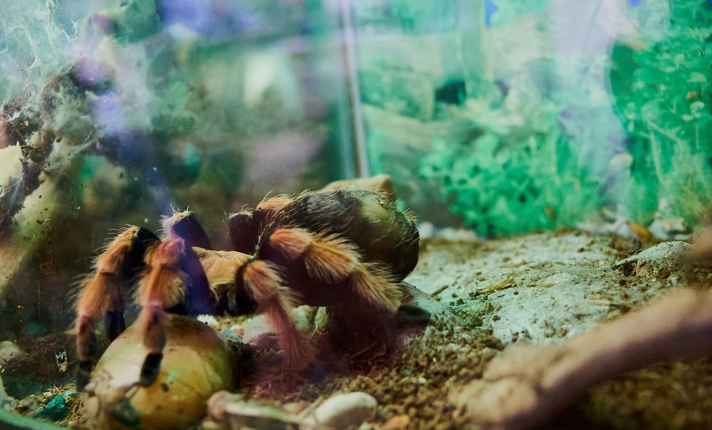 Фотография автора Вагуро Евгений