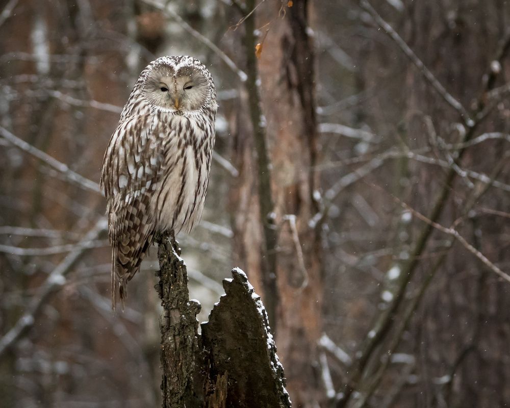 Фотография автора Суслов Дмитрий