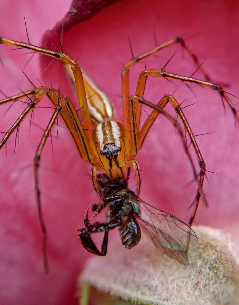 Photograph by Vishnu SR