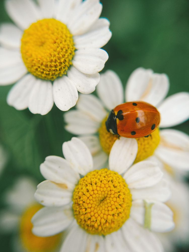 Photograph by Татьяна Пименкова