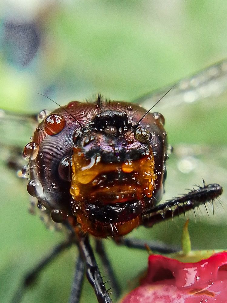 Photograph by Vishnu SR