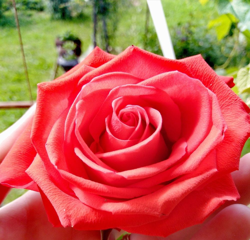 Photo #7125703