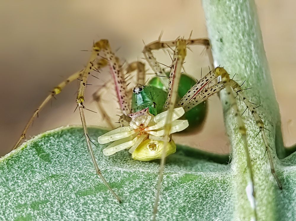 Фотография автора ISLAM SK RIYAJUL