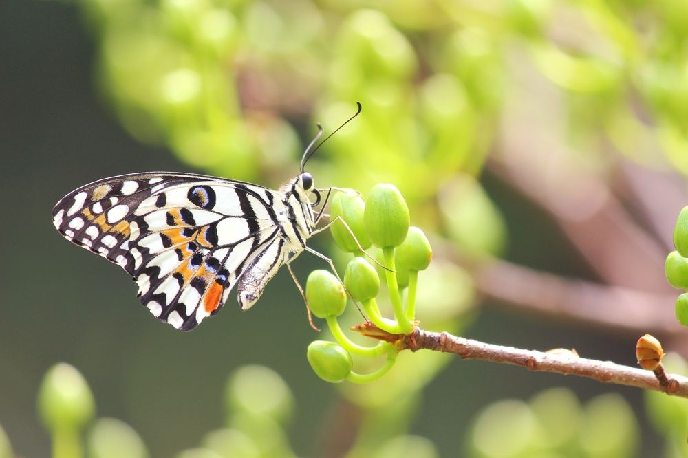 Photograph by An Tran Thanh