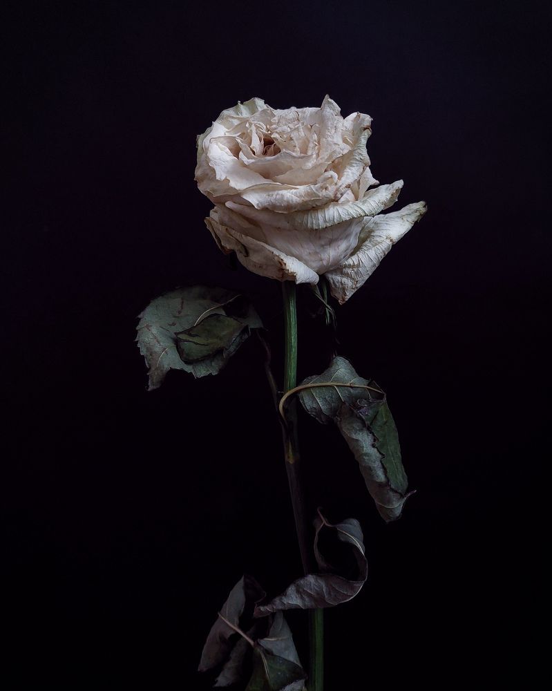 Photograph by Veronika Koneva