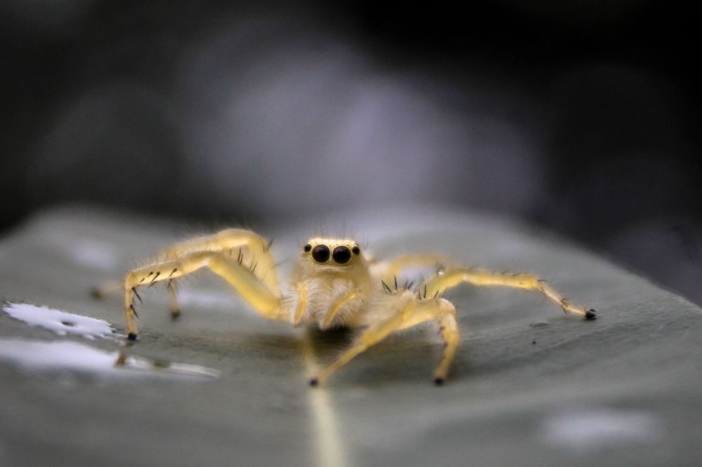 Фотография автора Aniket Layek