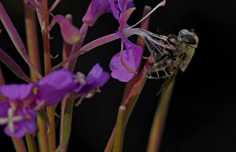 Photograph by Александр Велигура