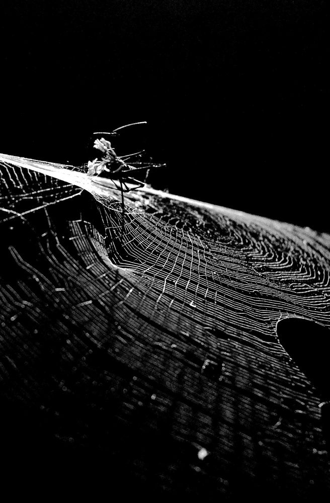 Spider in the dark