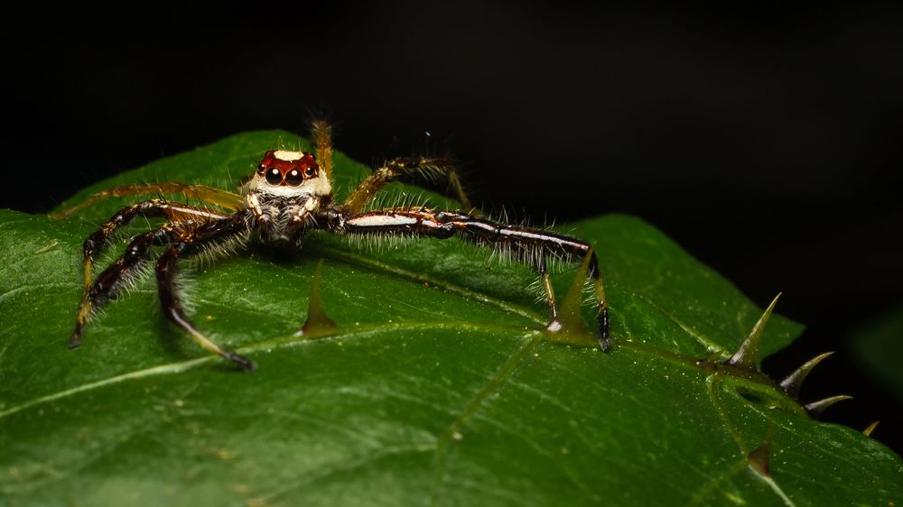 Photograph by SHUBHENDU BANERJEE