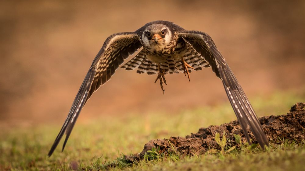 Eye to Eye, Here I Fly!