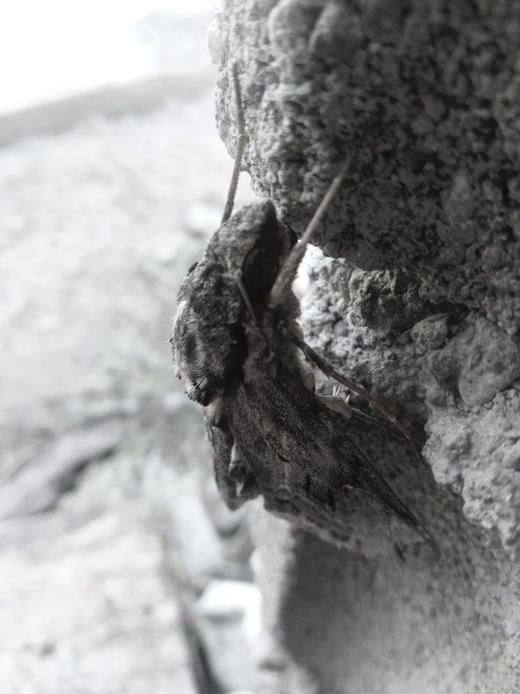 Photograph by Eugene Balneg