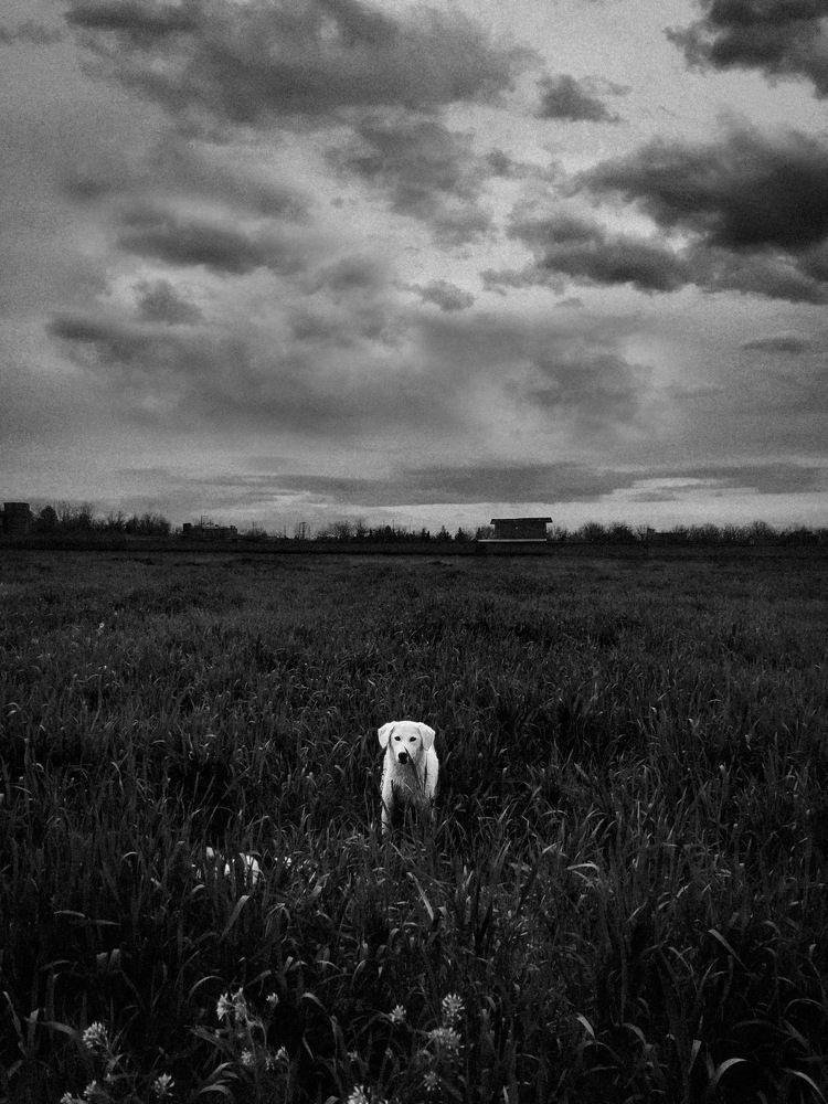 Photograph by Hamid Nazoki