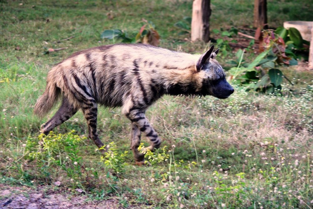 ID: Striped Hyena