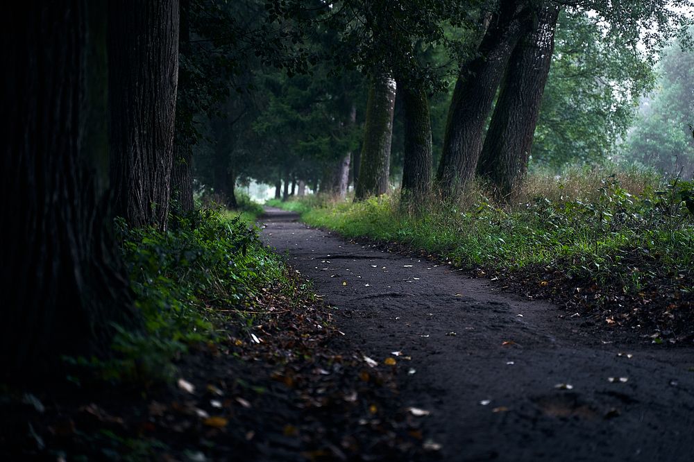 Фотография автора Александр Османов