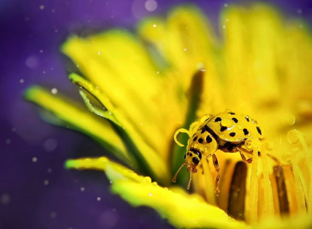 Photograph by Ольга Веселова