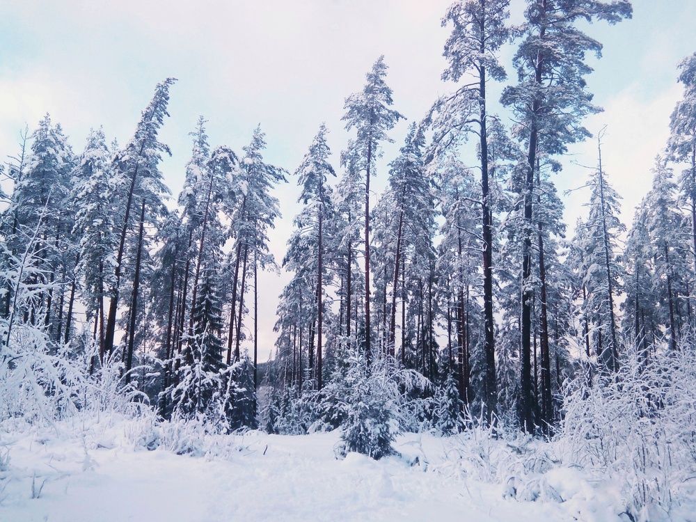 Photograph by Алина Логвиненко