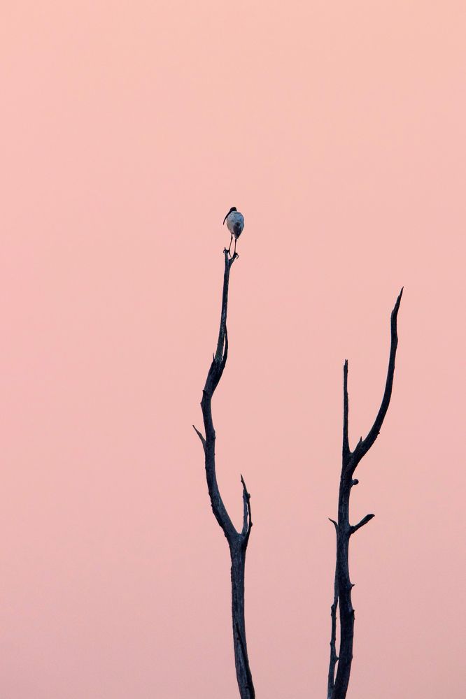 Photograph by Shalini jain